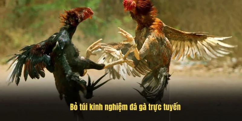 Bỏ túi kinh nghiệm đá gà trực tuyến