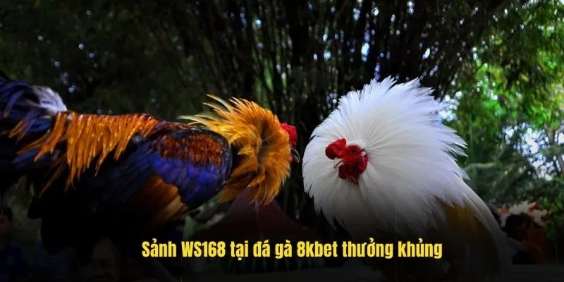 Sảnh WS168 tại đá gà 8kbet thưởng khủng